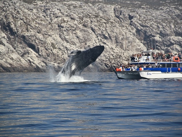 avistamiento de ballenas